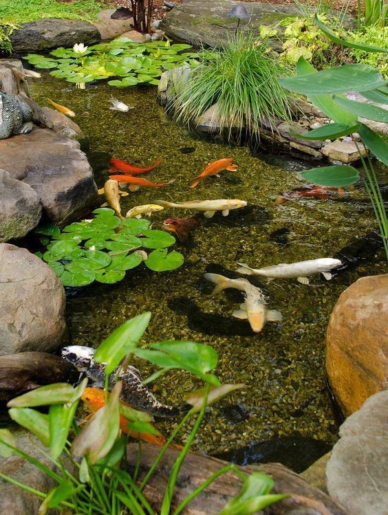 Backyard Pond Ideas: Gorgeous Koi Pond